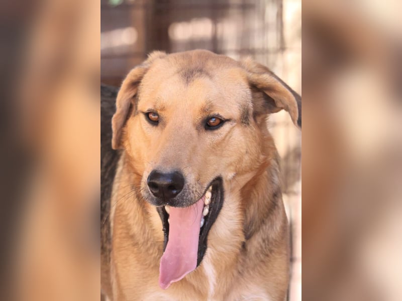 Duke - nach einem schlechten Start ins Leben ist er bereit für ein Leben als geliebter Familienhund