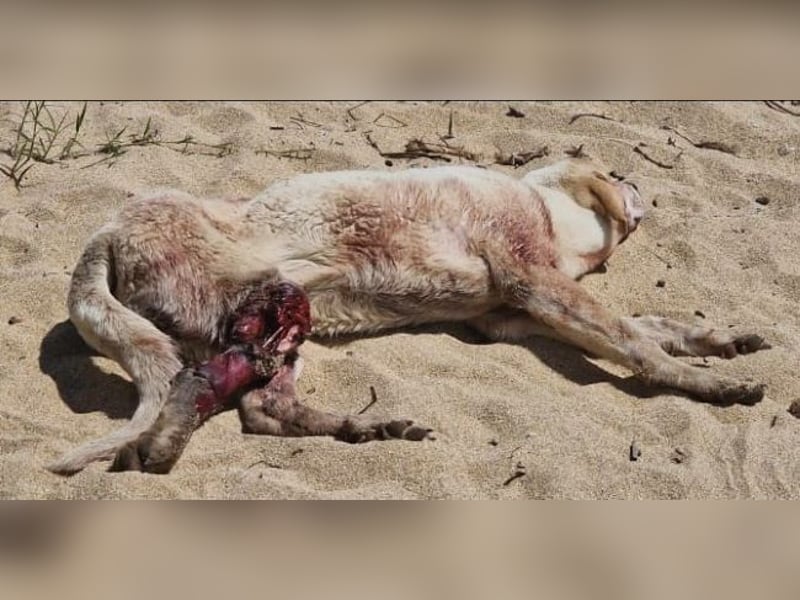 Bianco - sehr besondere Menschen für sehr besonderen Hund gesucht