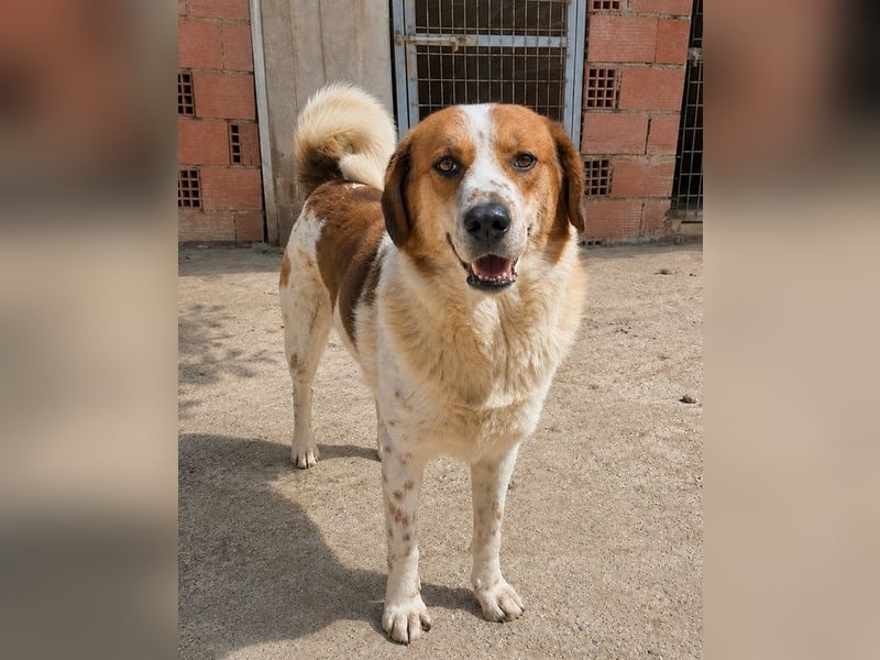 Sherlock-Duke - träumt von seinem eigenen Körbchen