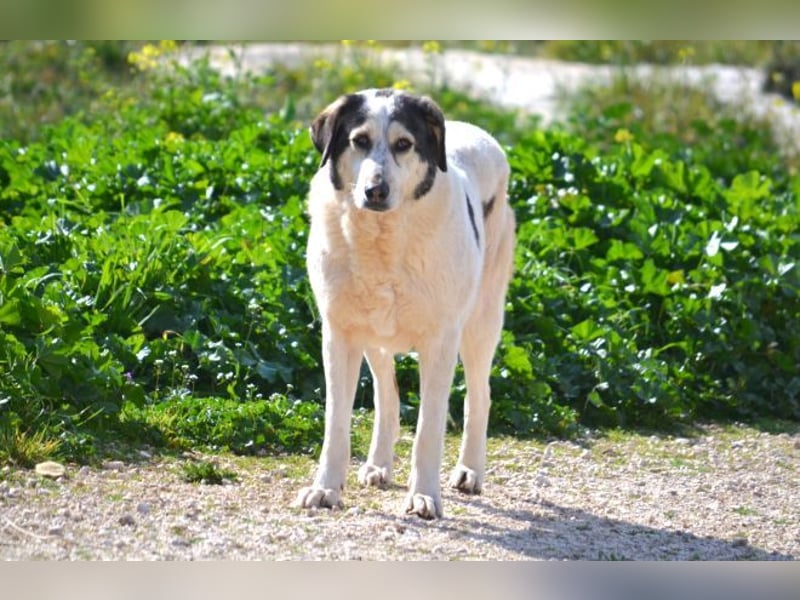 Lucinda - einfühlsame Menschen gesucht!