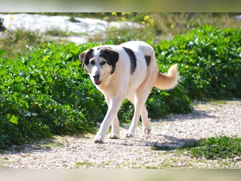 Lucinda - einfühlsame Menschen gesucht!
