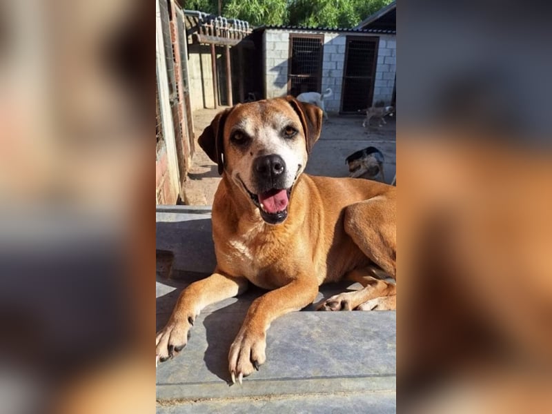 Flora - sie lebt seit 8 Jahren im Gehege und wünscht sich ein Zuhause