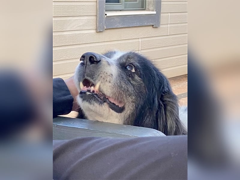 Odin - als er an den Augen erkrankte, setzte man ihn einfach aus