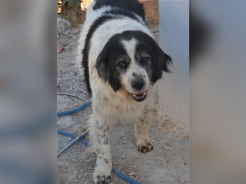 Odin - als er an den Augen erkrankte, setzte man ihn einfach aus