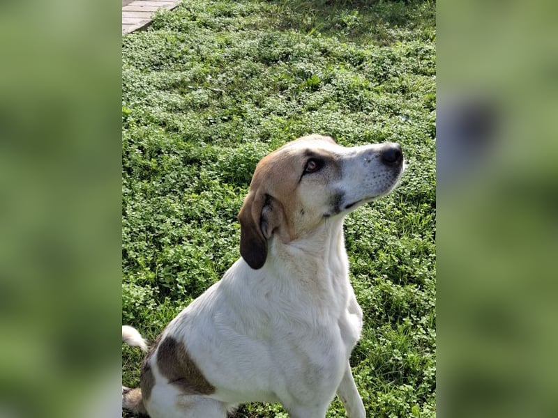 Betty-Alisa - Streichelpersonal gesucht!