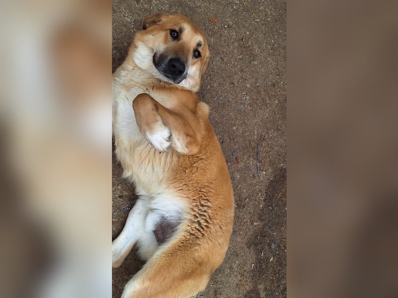 Ginger - der Schmusebär wartet schon so lange