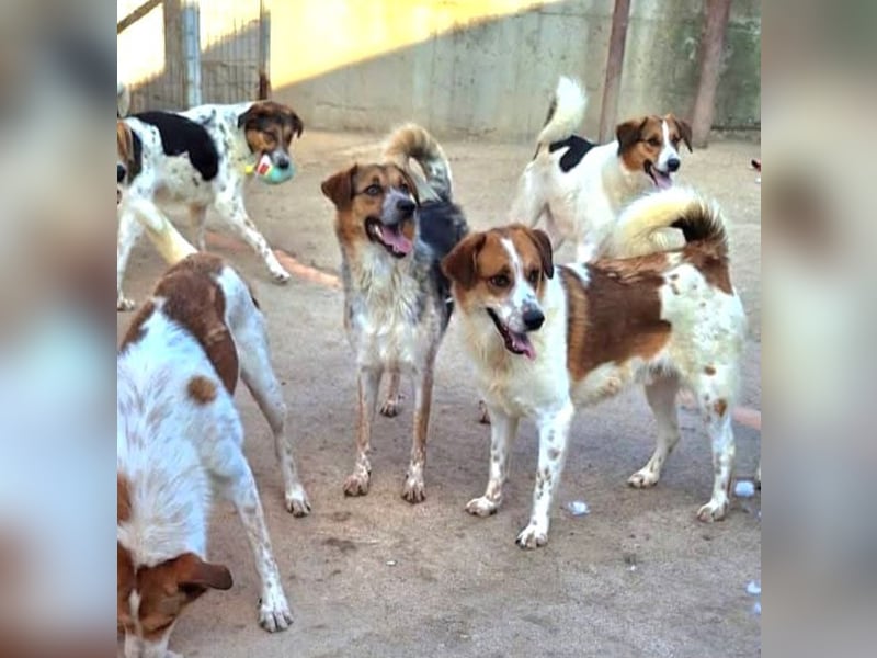 Sherlock-Duke - träumt von seinem eigenen Körbchen