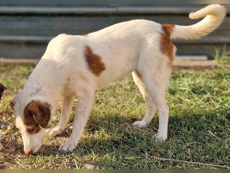 Alina-Girl - sie wurde zusammen mit ihren Geschwistern vor dem sicheren Tod gerettet.