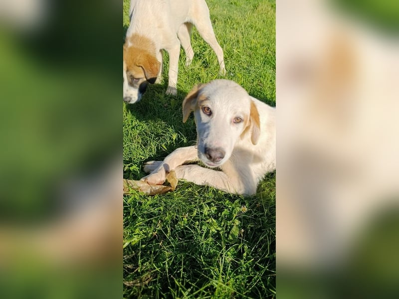 Billy - sanfter Bub auf der Suche nach dem Glück
