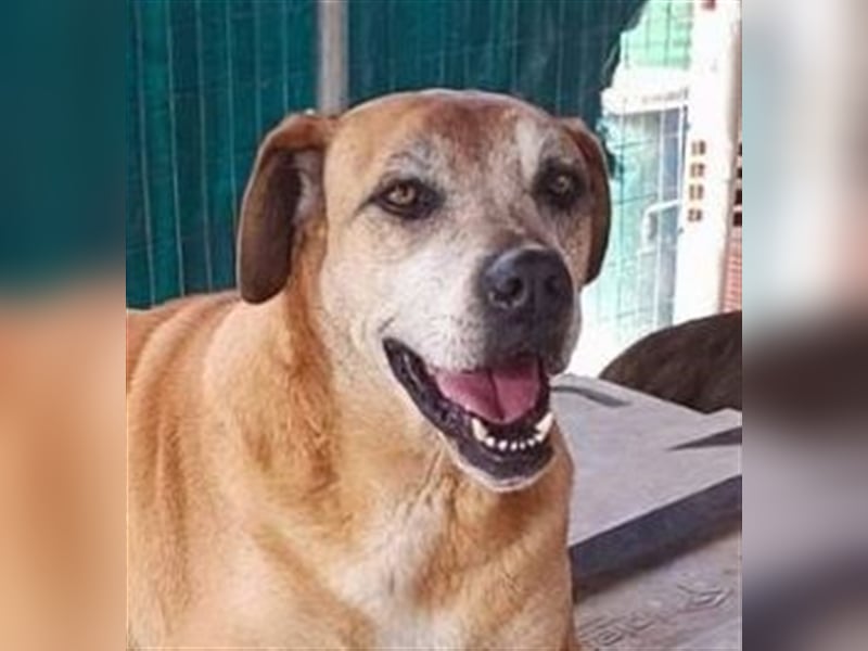 Flora - sie lebt seit 8 Jahren im Gehege und wünscht sich ein Zuhause