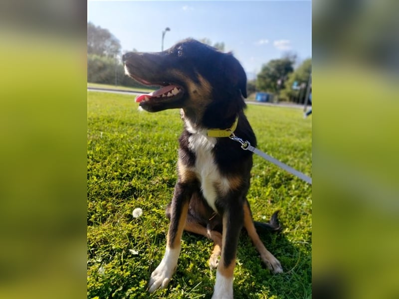 Aias - Energiebündel und Spaßkanone sucht seinesgleichen