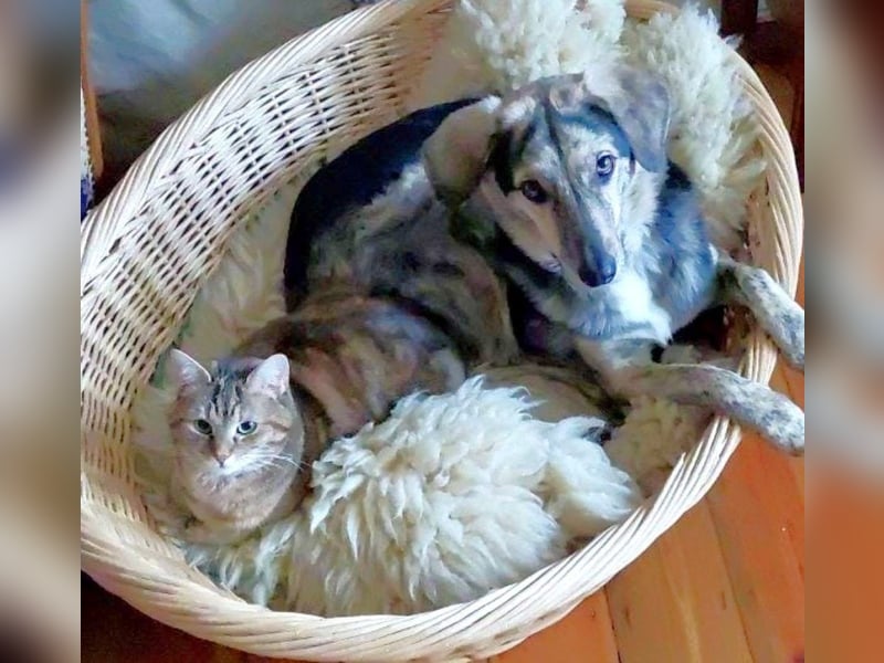 Simba - manchmal bedeutet Liebe auch Loslassen