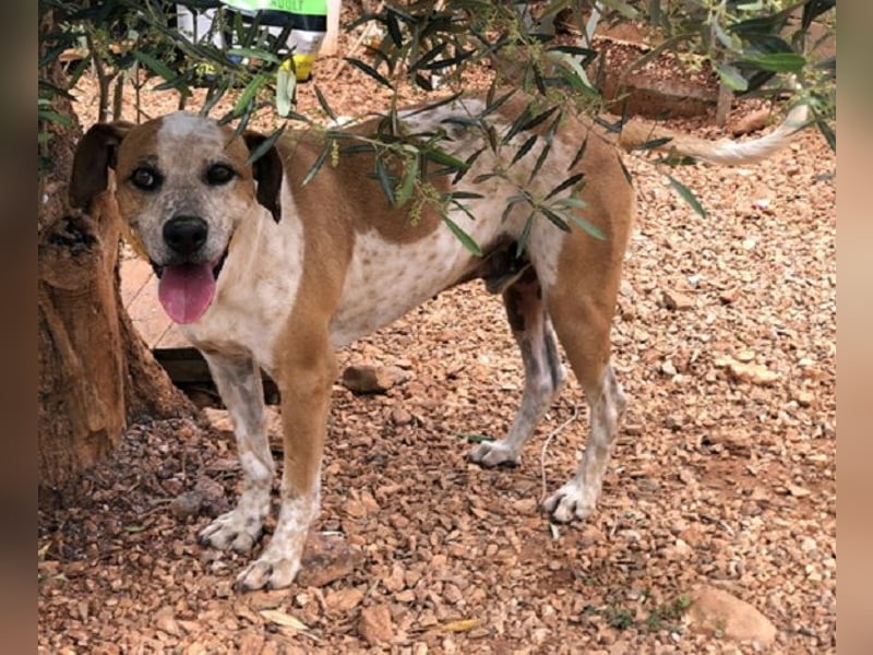 Snake - ein liebes Wesen mit einem lieben Blick
