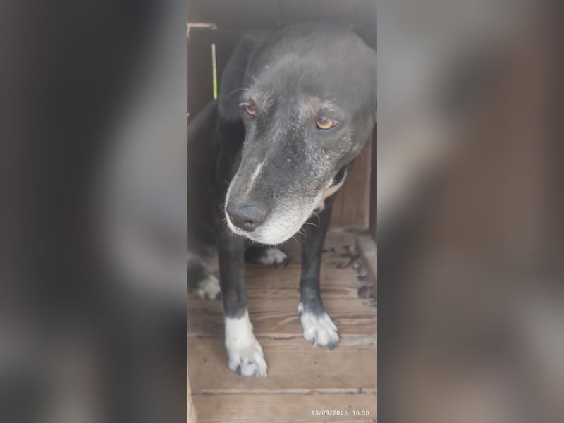 Naomi Marie - sicherer Hafen für den Lebensabend gesucht