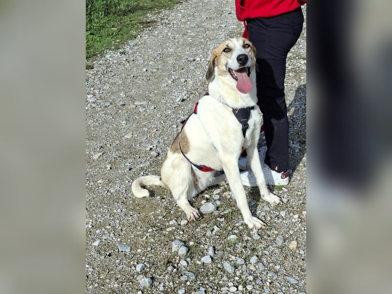Betty-Alisa - Streichelpersonal gesucht!