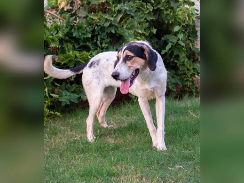 Bea - am liebsten ist sie ganz nah bei Menschen