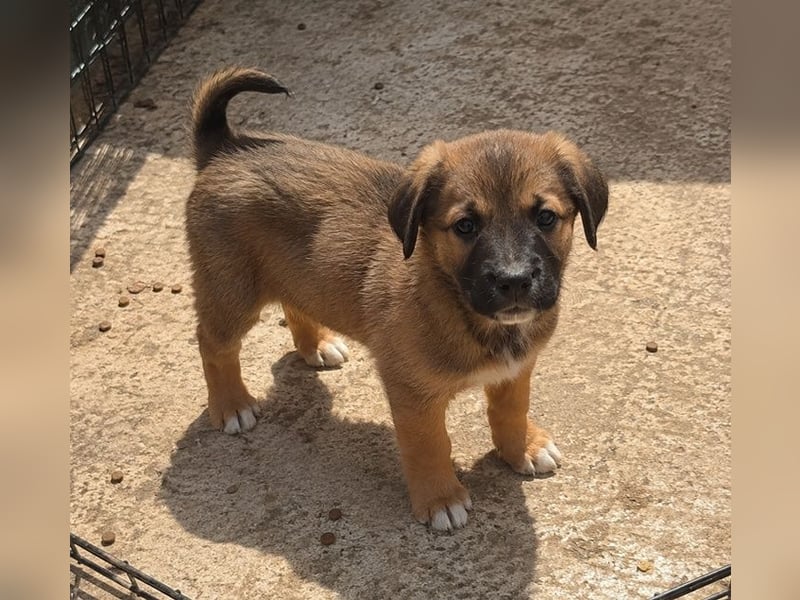 Faye - kleine Hummel sucht ihr Zuhause