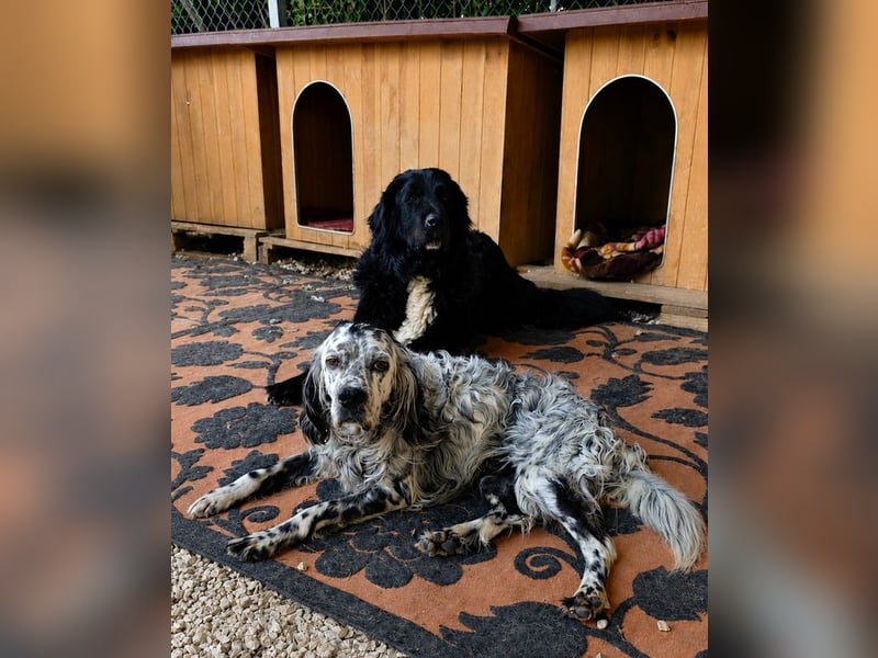 Phoebus - bitte im Doppelpack mit Robin