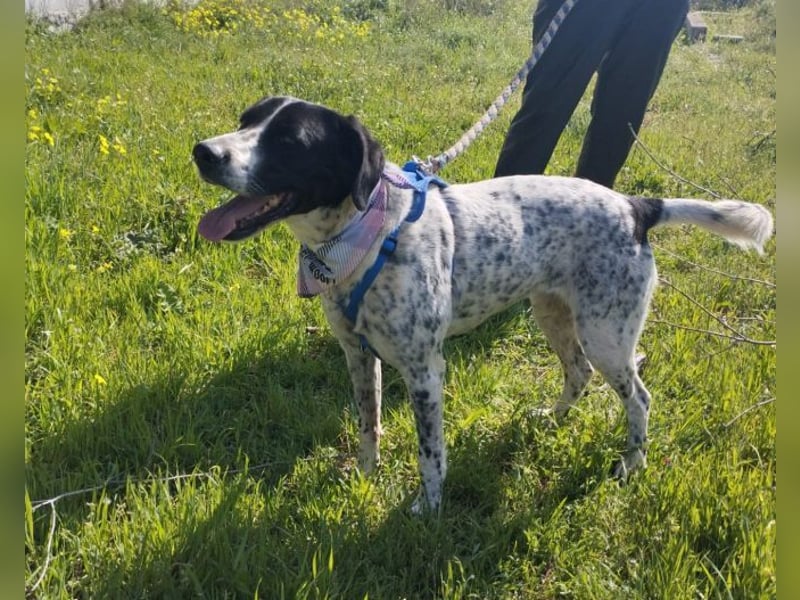 Ashley - das hübsche Pointer Mix Mädchen ist ein wahres Energiebündel