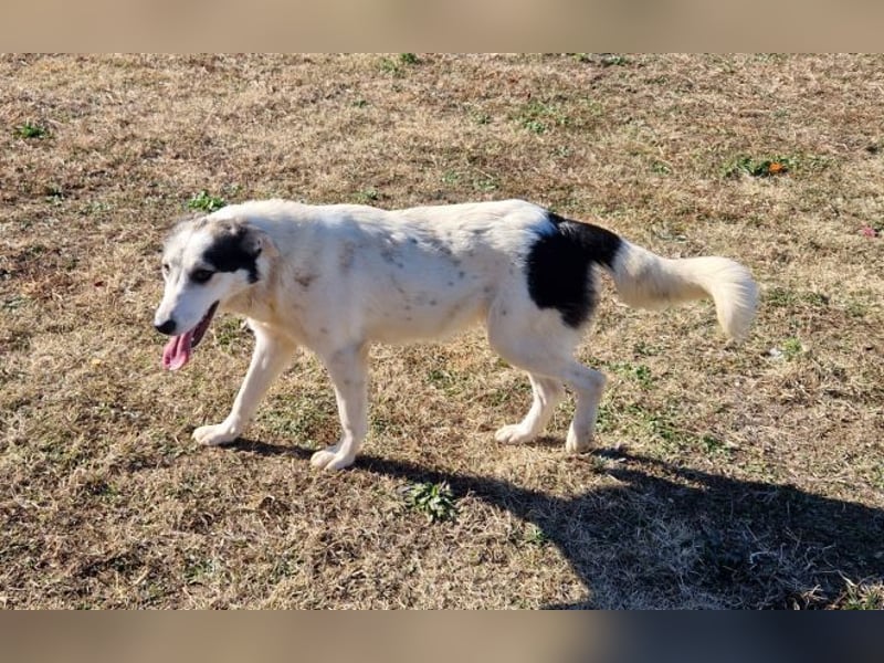 Mandy - sie wurde zusammen mit ihren Geschwistern vor dem sicheren Tod gerettet.
