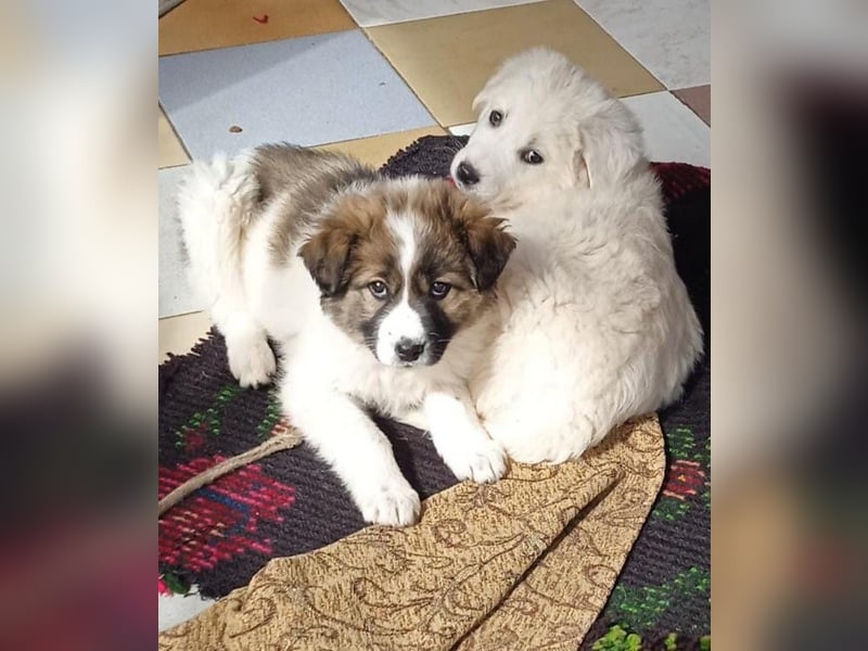 Samir - Wollknäuel sucht Familie für Kuschelstunden und Abenteuer.