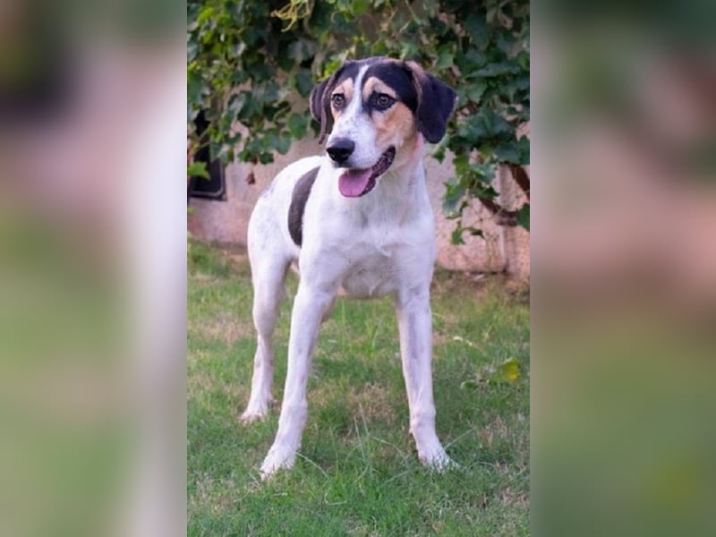 Bea - am liebsten ist sie ganz nah bei Menschen