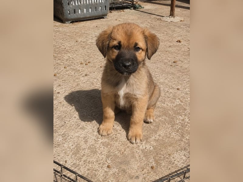 Milou - klein, süß und voller Hoffnung