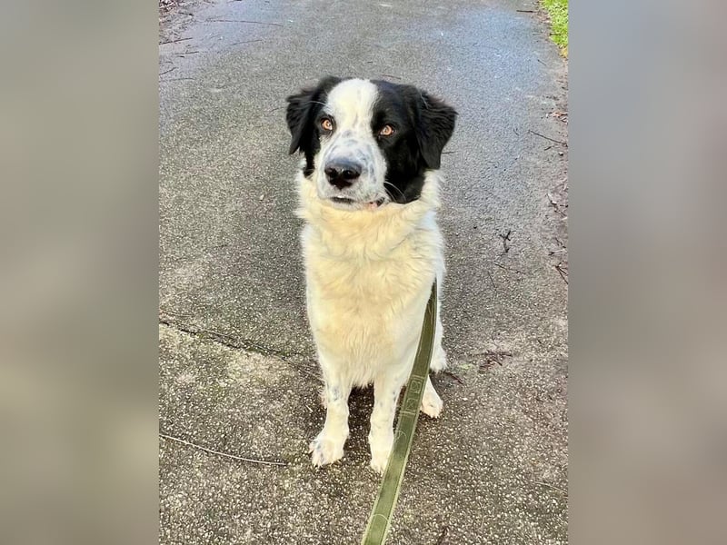 Nico - einer der Strandwelpen sucht ein neues Zuhause