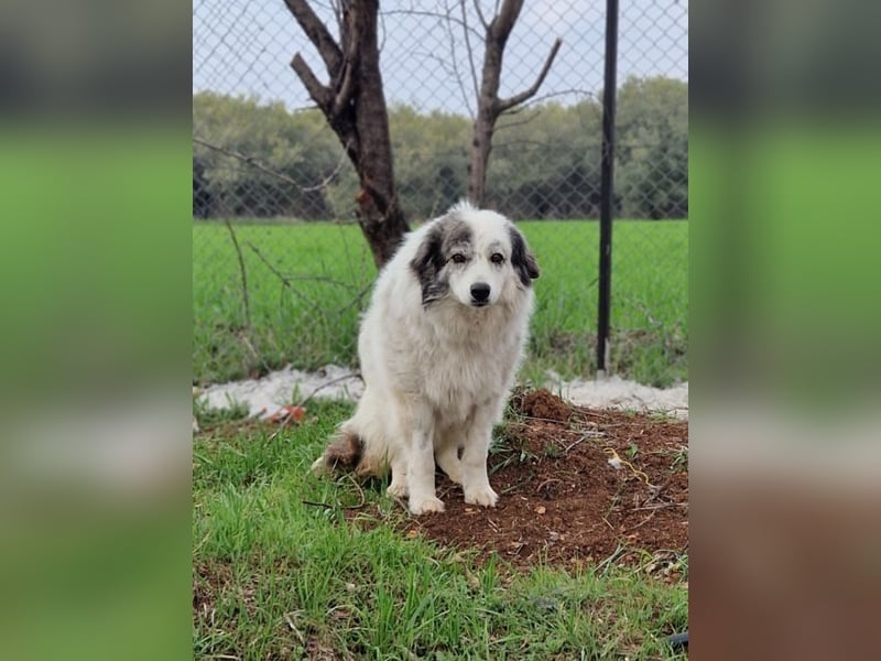Lisa Grey - sie musste ihre vier Welpen auf der Straße zur Welt bringen