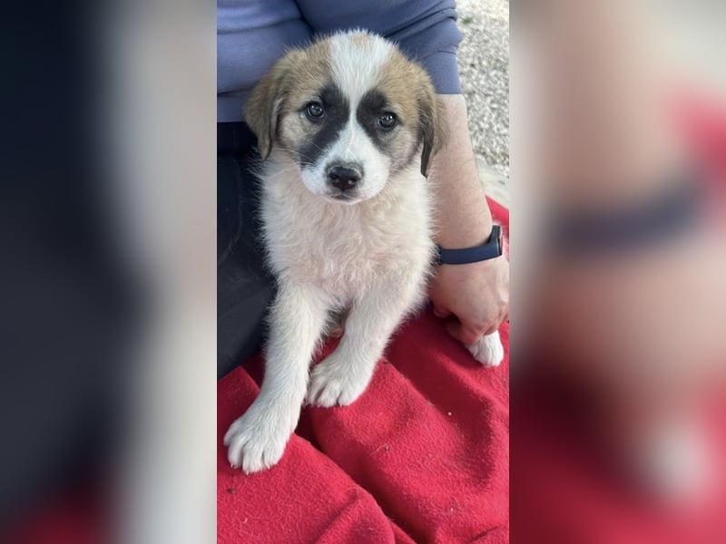 Fifi sucht Geborgenheit