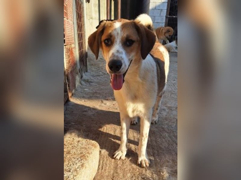 Sherlock-Duke - träumt von seinem eigenen Körbchen