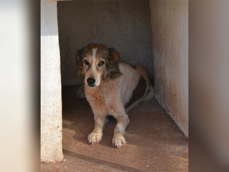 Alva - Artgenossen braucht sie nicht unbedingt, aber Menschen!