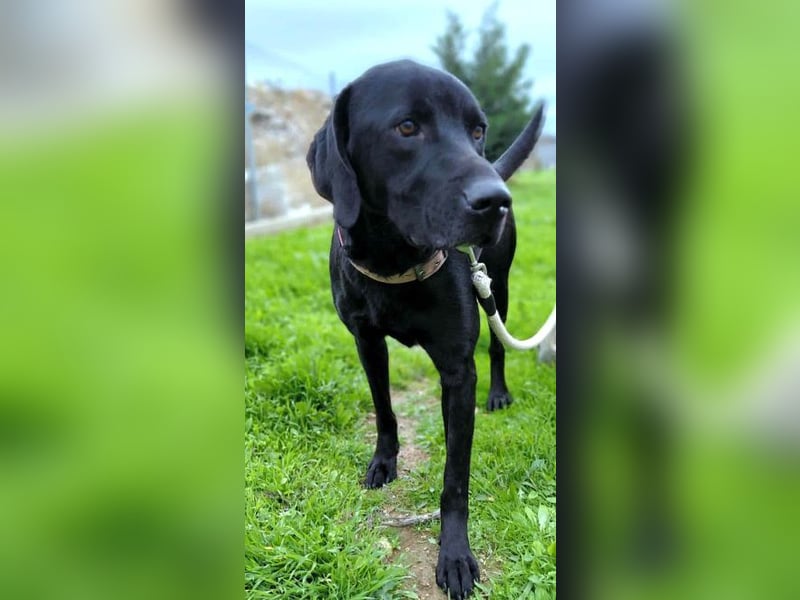 Berg - ruhiges, konsequentes Zuhause gesucht