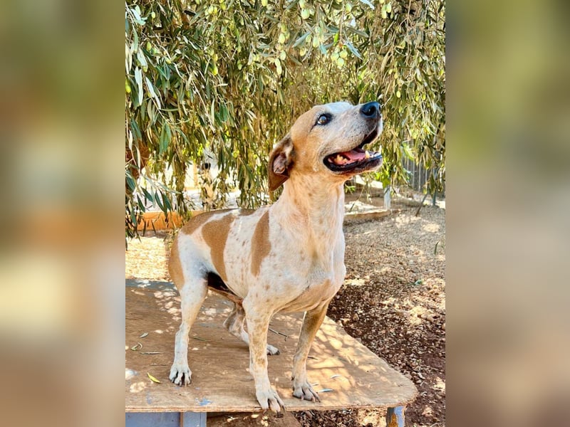 Snake - ein liebes Wesen mit einem lieben Blick