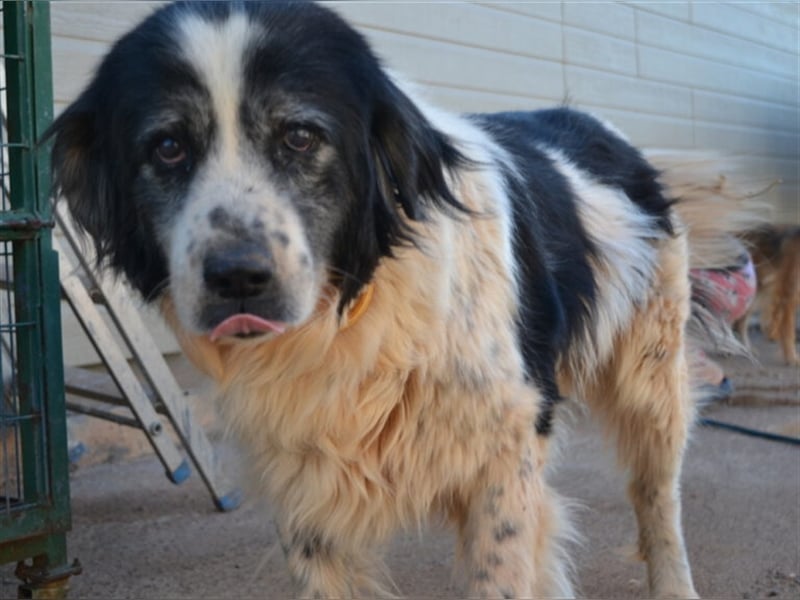 Odin - als er an den Augen erkrankte, setzte man ihn einfach aus