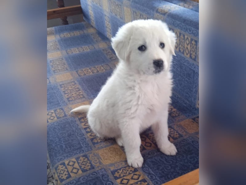 Samir - Wollknäuel sucht Familie für Kuschelstunden und Abenteuer.