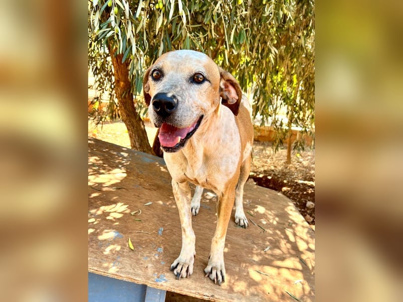 Snake - ein liebes Wesen mit einem lieben Blick