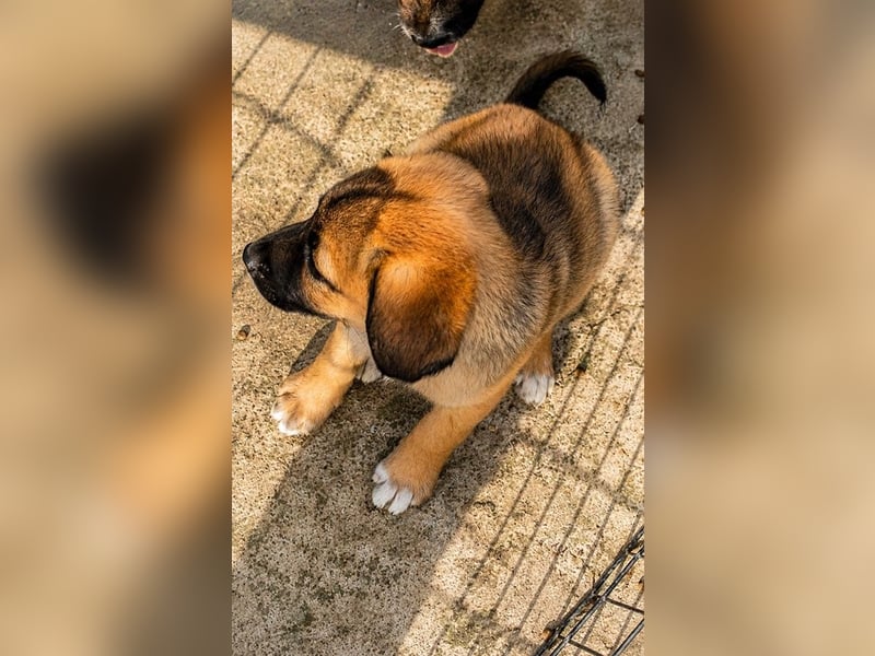 Faye - kleine Hummel sucht ihr Zuhause