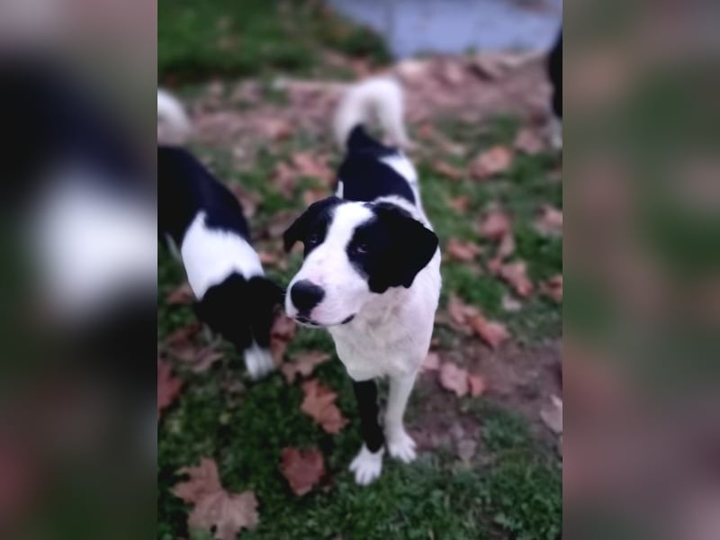 Swazi - toller Hund mit Überraschungseffekt