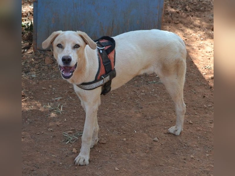 Bianco - sehr besondere Menschen für sehr besonderen Hund gesucht