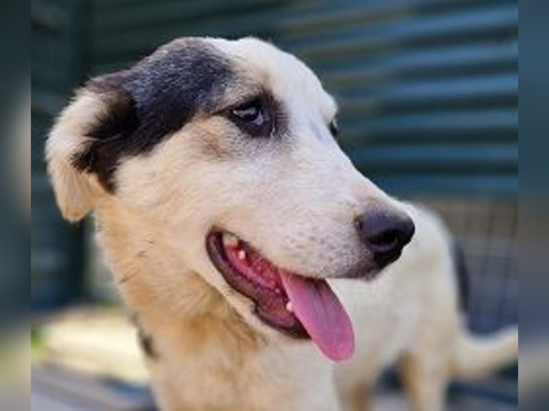 Mandy - sie wurde zusammen mit ihren Geschwistern vor dem sicheren Tod gerettet.