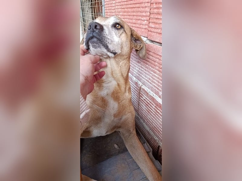 Flora - sie lebt seit 8 Jahren im Gehege und wünscht sich ein Zuhause