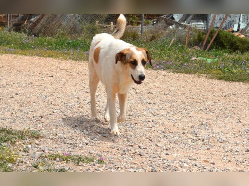 Alma Bella - sanfte Hündin auf dem Weg zum Vertrauen