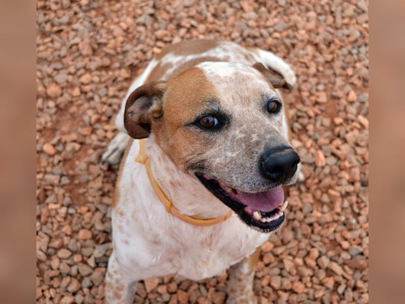 Snake - ein liebes Wesen mit einem lieben Blick