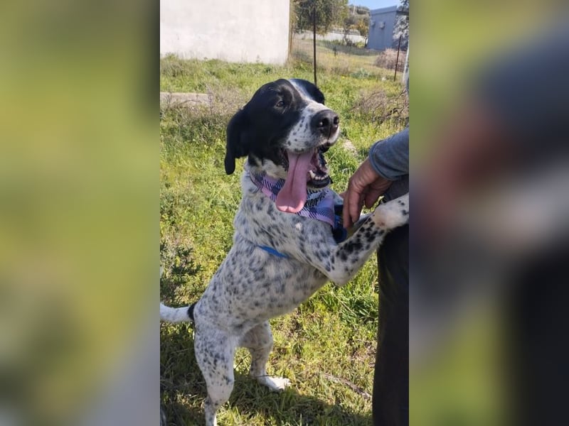 Ashley - das hübsche Pointer Mix Mädchen ist ein wahres Energiebündel