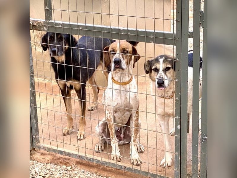 Markos - er ist voller Energie, aber auch äußerst zärtlich