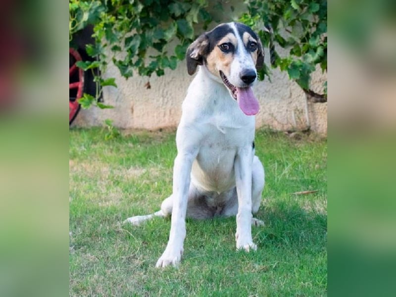 Bea - am liebsten ist sie ganz nah bei Menschen