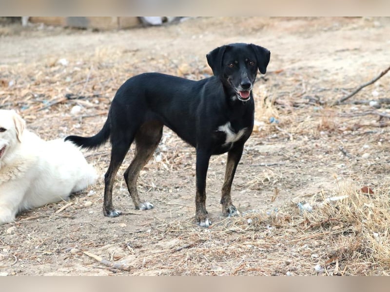 Ellie - unermüdliche Mama auf der Suche nach Schutz