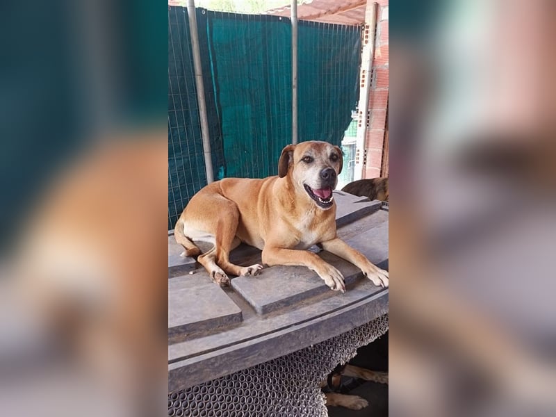 Flora - sie lebt seit 8 Jahren im Gehege und wünscht sich ein Zuhause