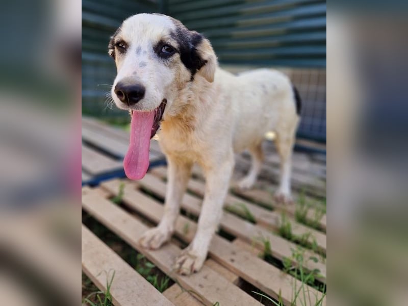 Mandy - sie wurde zusammen mit ihren Geschwistern vor dem sicheren Tod gerettet.